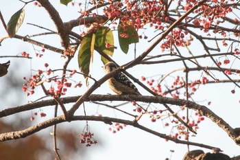 Japanese Pygmy Woodpecker Higashitakane Forest park Sun, 11/26/2017