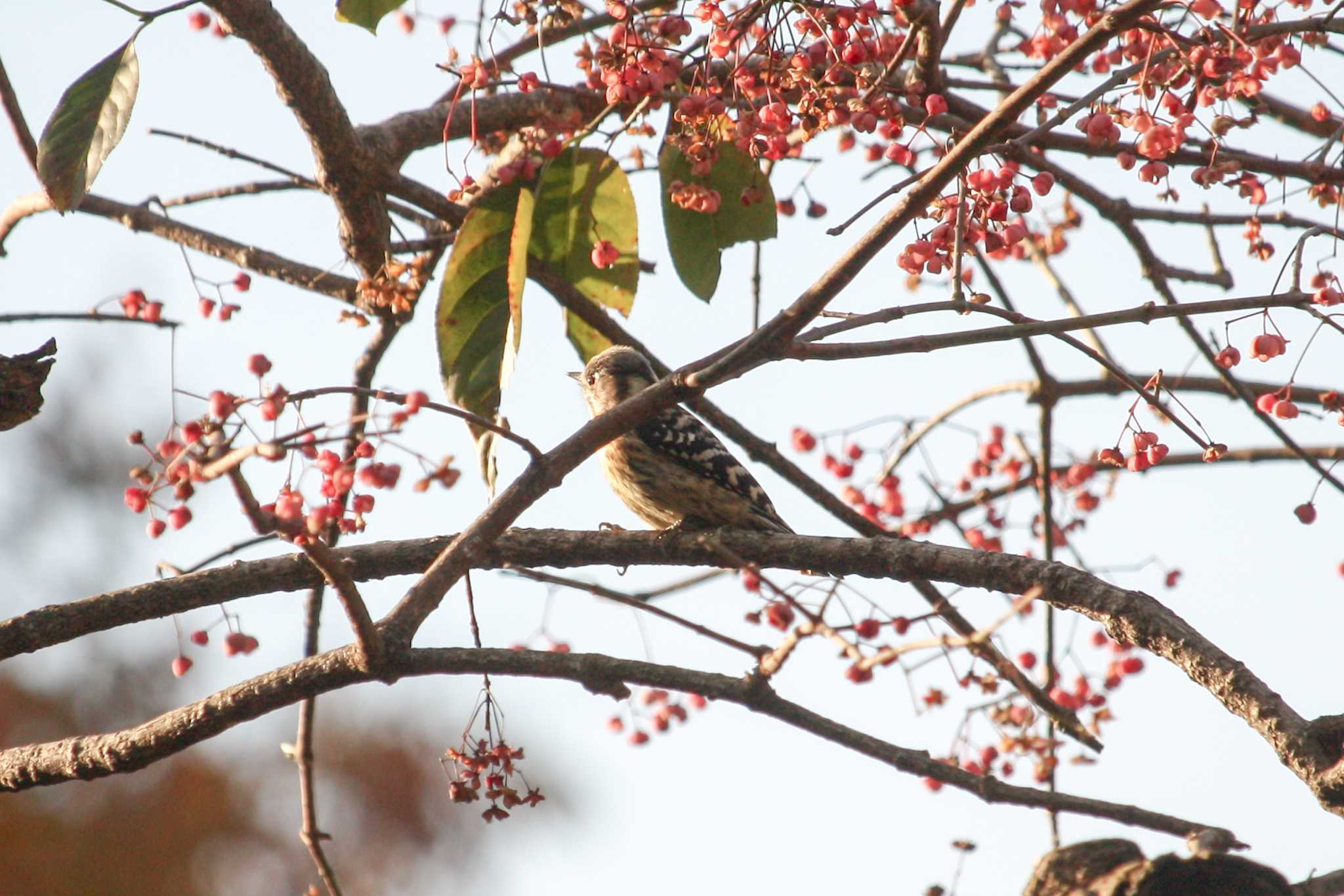 Japanese Pygmy Woodpecker