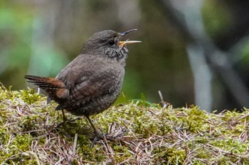 2022年5月1日(日) 宮城沢林道(札幌市西区)の野鳥観察記録