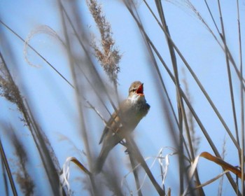 2022年4月30日(土) 平城宮跡の野鳥観察記録