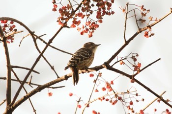 Japanese Pygmy Woodpecker Higashitakane Forest park Sun, 11/26/2017