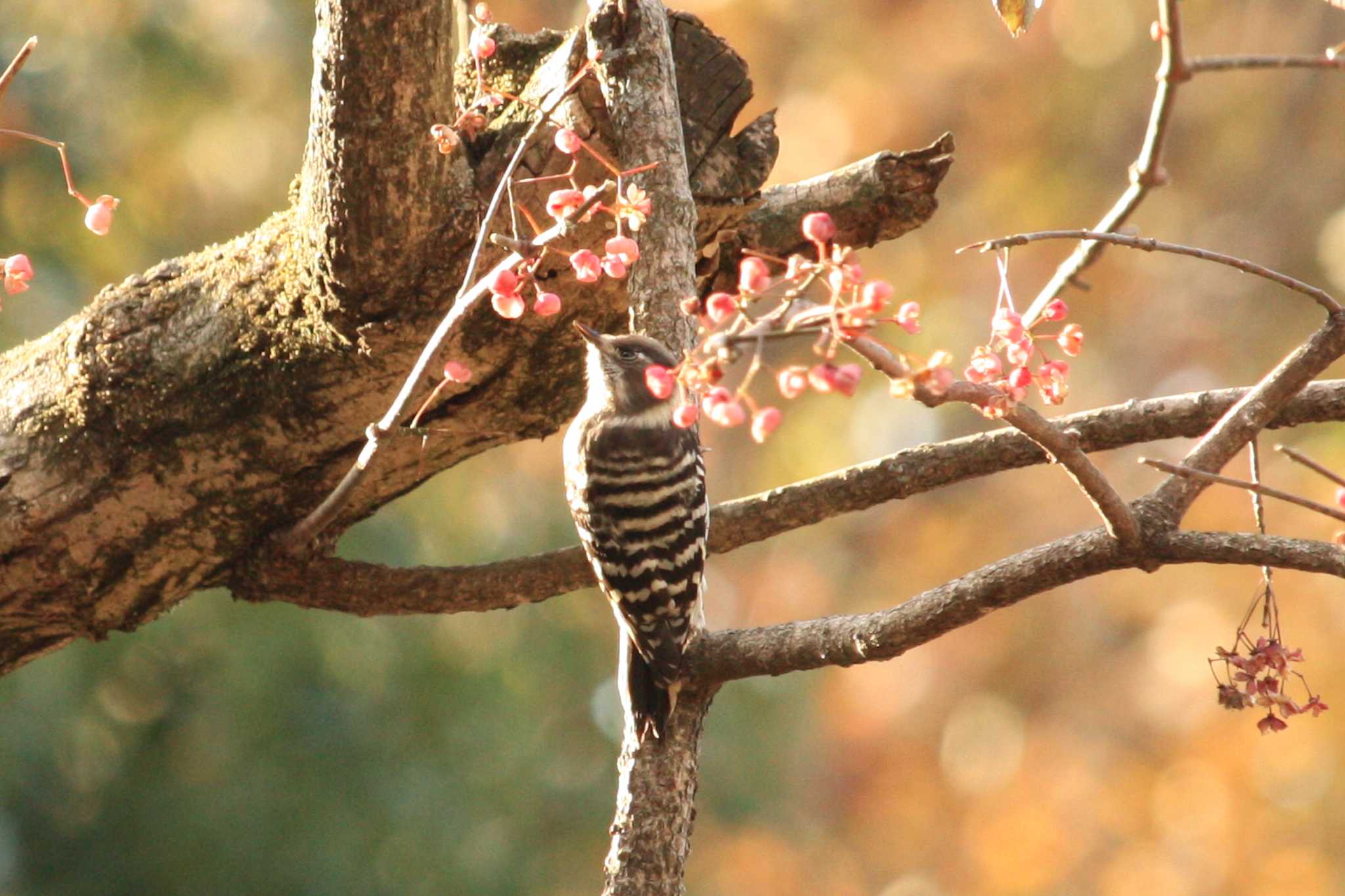 Japanese Pygmy Woodpecker