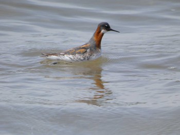 2022年4月30日(土) かほく市の野鳥観察記録