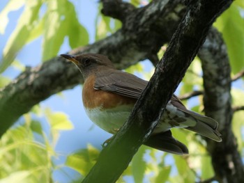 Brown-headed Thrush Osaka Tsurumi Ryokuchi Sat, 4/30/2022