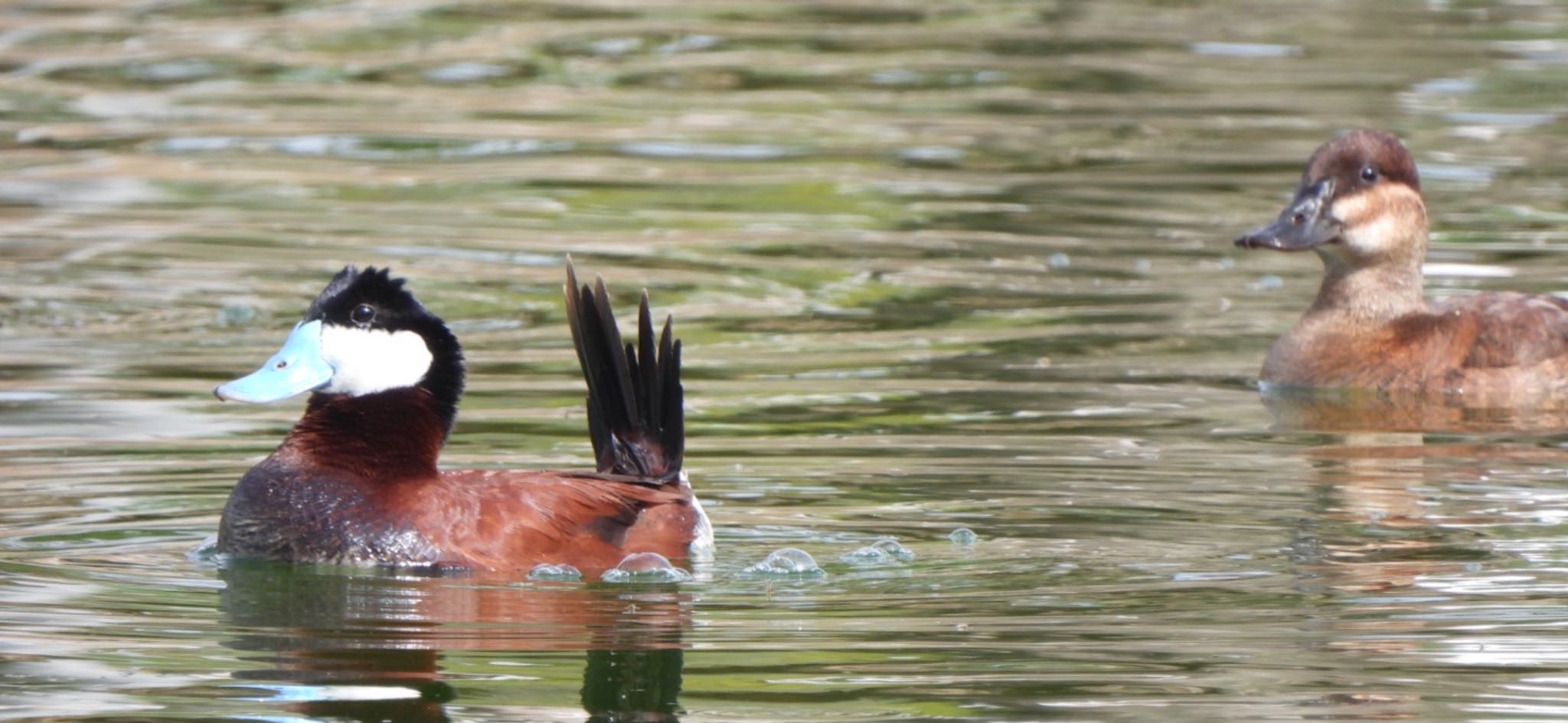 Photo of Ruddy Duck at エコロジー公園 by めぐみぃこ