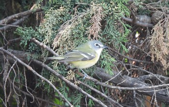 2022年4月30日(土) 自宅庭の野鳥観察記録