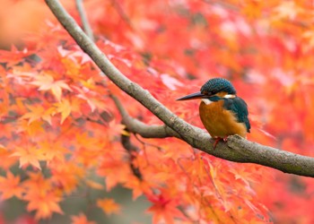 カワセミ 場所が不明 2017年11月28日(火)