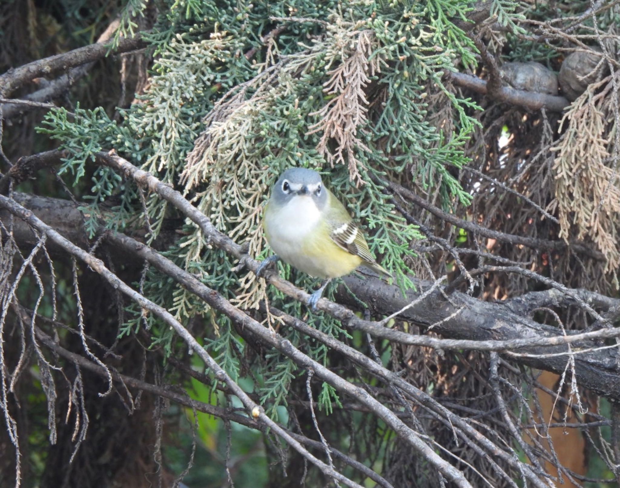 Photo of Blue-headed Vireo at 自宅庭 by めぐみぃこ