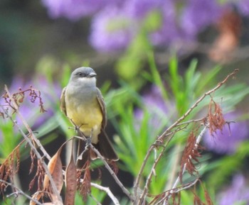 Tropical Kingbird Universidad de las Américas Puebla Thu, 4/28/2022