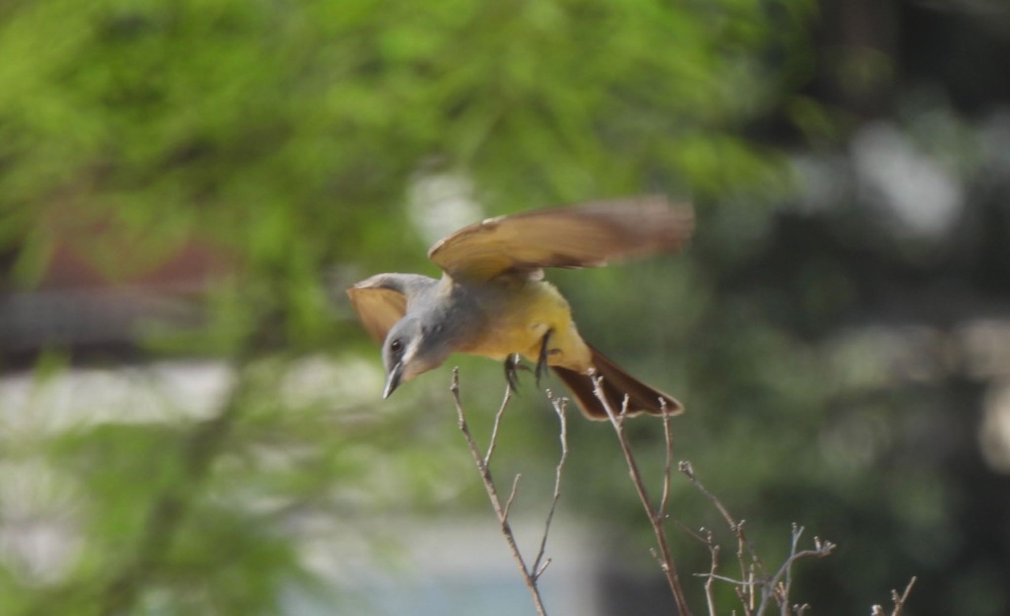 Photo of Tropical Kingbird at Universidad de las Américas Puebla by めぐみぃこ