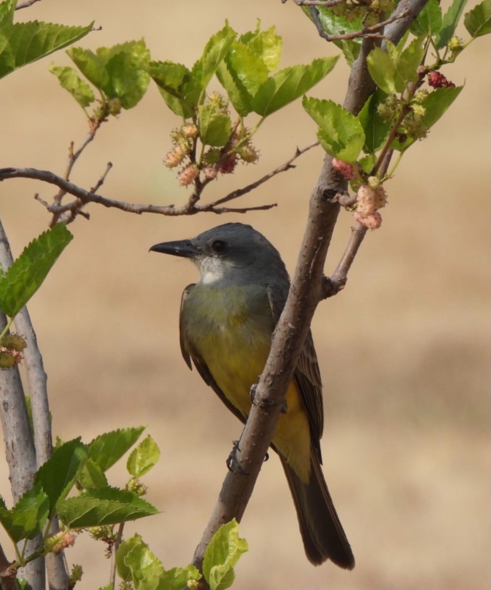 Photo of Tropical Kingbird at Universidad de las Américas Puebla by めぐみぃこ