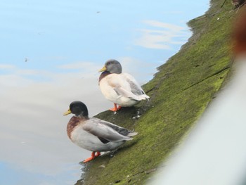 アヒル Mason Park Wetlands, Homebush, NSW 2022年5月1日(日)