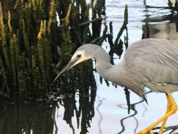 カオジロサギ Mason Park Wetlands, Homebush, NSW 2022年5月1日(日)