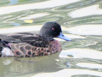 アオクビコガモ Mason Park Wetlands, Homebush, NSW 2022年5月1日(日)