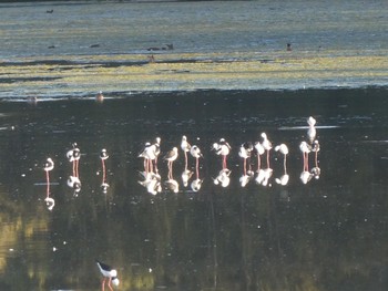 Pied Stilt Sydney Olympic Park(Bird Hide) Sat, 4/30/2022