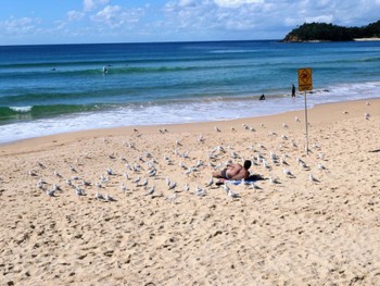ギンカモメ Manly Beach, NSW 2022年4月21日(木)
