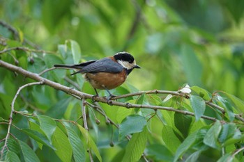 Varied Tit Matsue Castle Mon, 5/2/2022