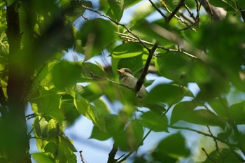 Varied Tit Matsue Castle Mon, 5/2/2022