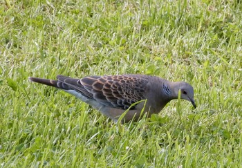 Mon, 5/2/2022 Birding report at 平和の森公園、妙正寺川