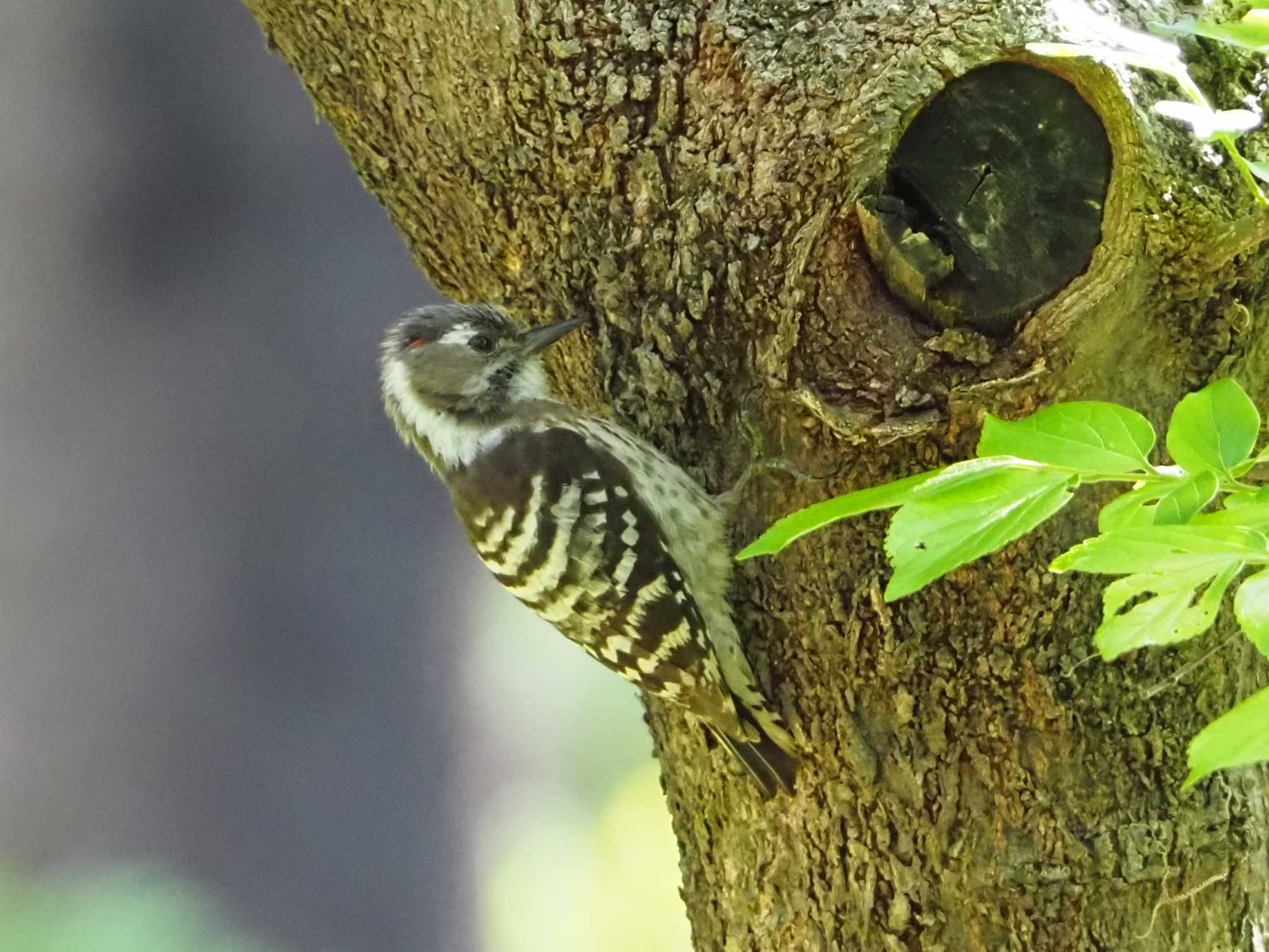 Photo of Japanese Pygmy Woodpecker at 東京都 by アカウント8018