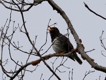 2022年5月2日(月) 座間谷戸山公園の野鳥観察記録