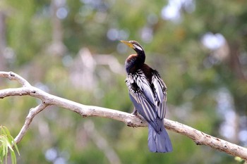 Australasian Darter Half Moon Bay Golf Club(Cairns) Sun, 10/8/2017