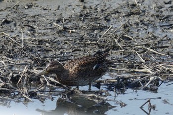 Falcated Duck 倉敷市藤戸町 Mon, 5/2/2022