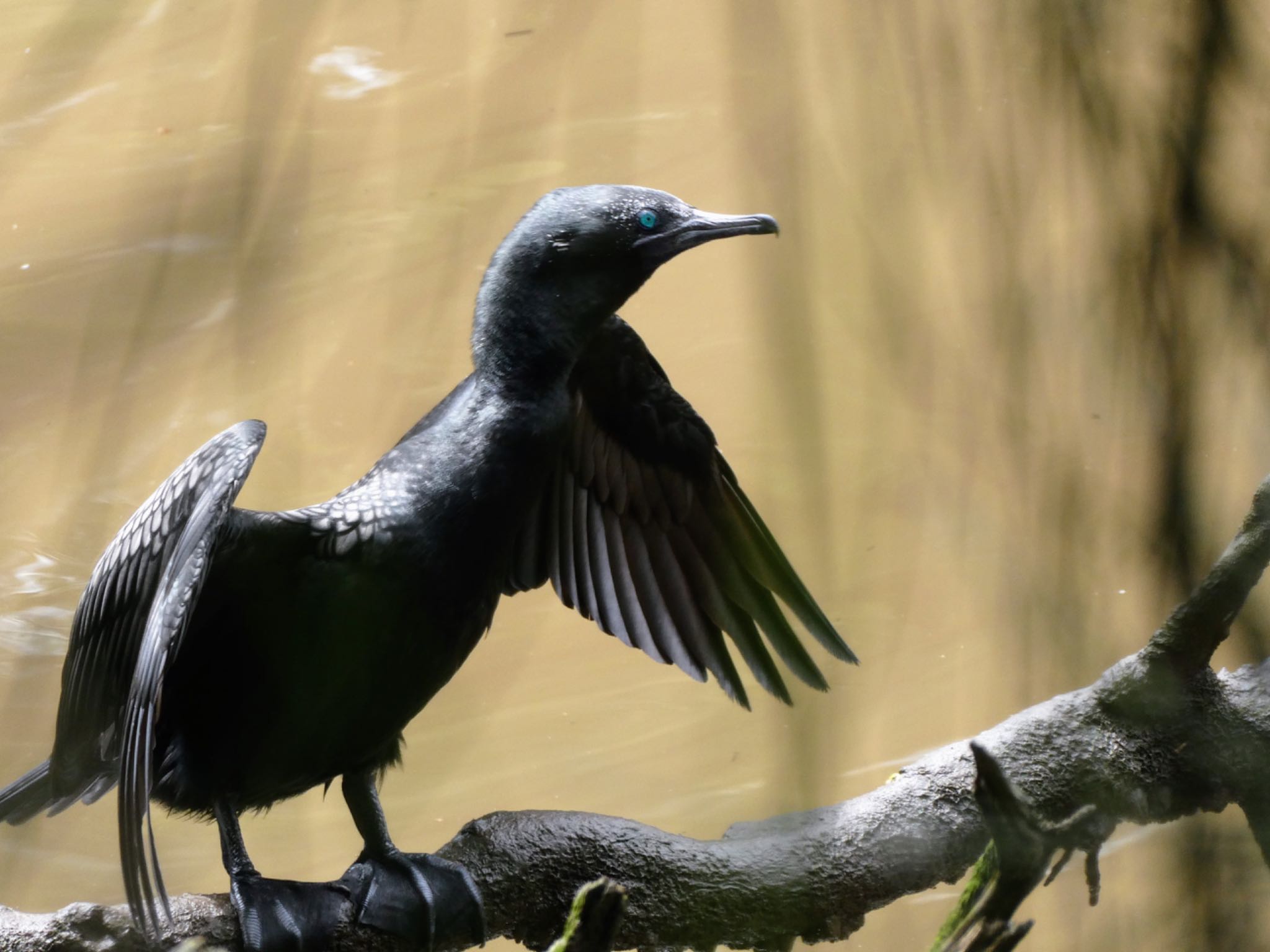 Photo of Little Black Cormorant at Lane Cover Weir, Lane Cove National Park, NSW by Maki