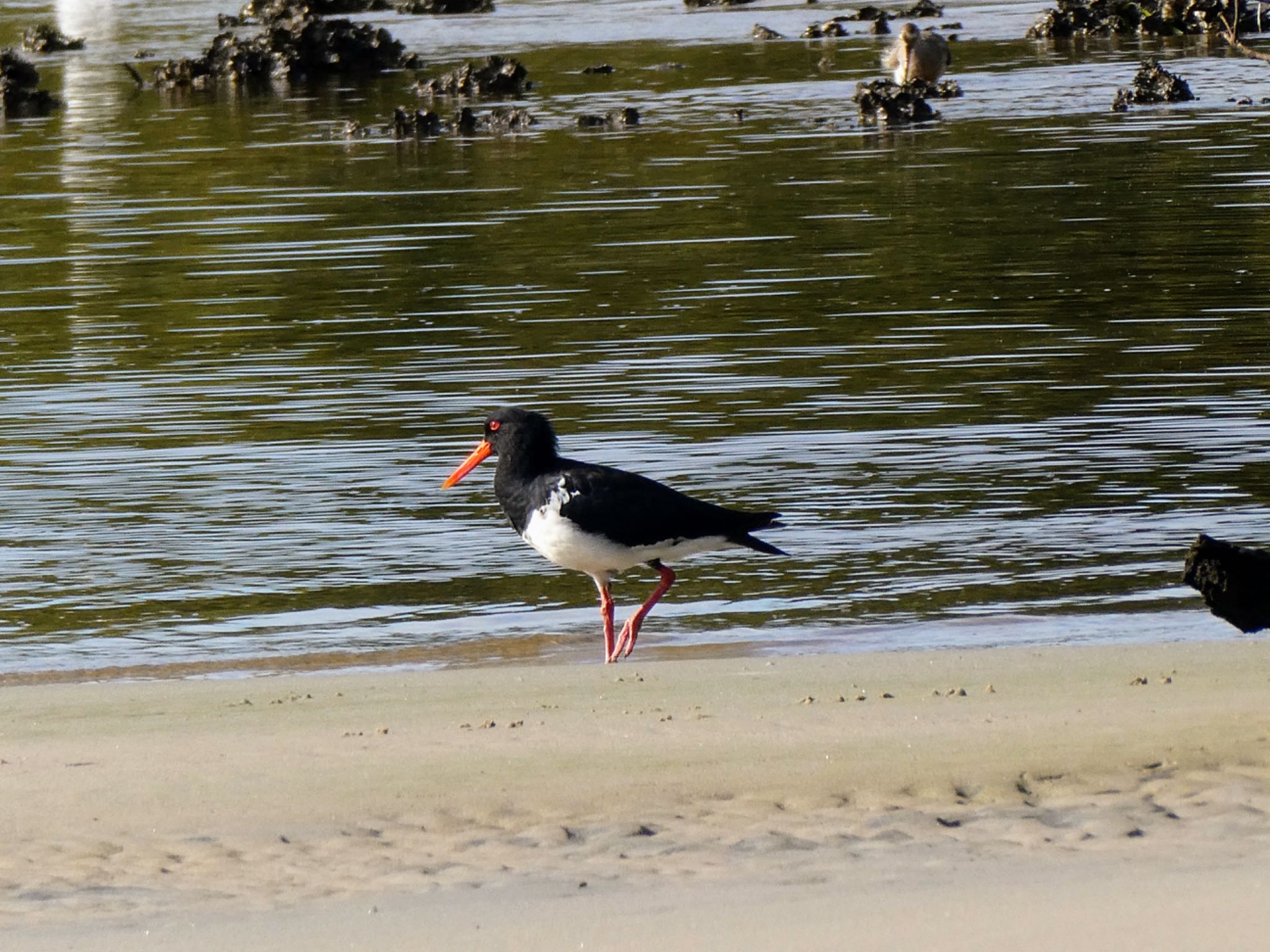 Photo of Pied Oystercatcher at Taren Point, NSW by Maki