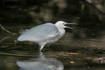 Little Egret Akashi Park Sun, 11/19/2017