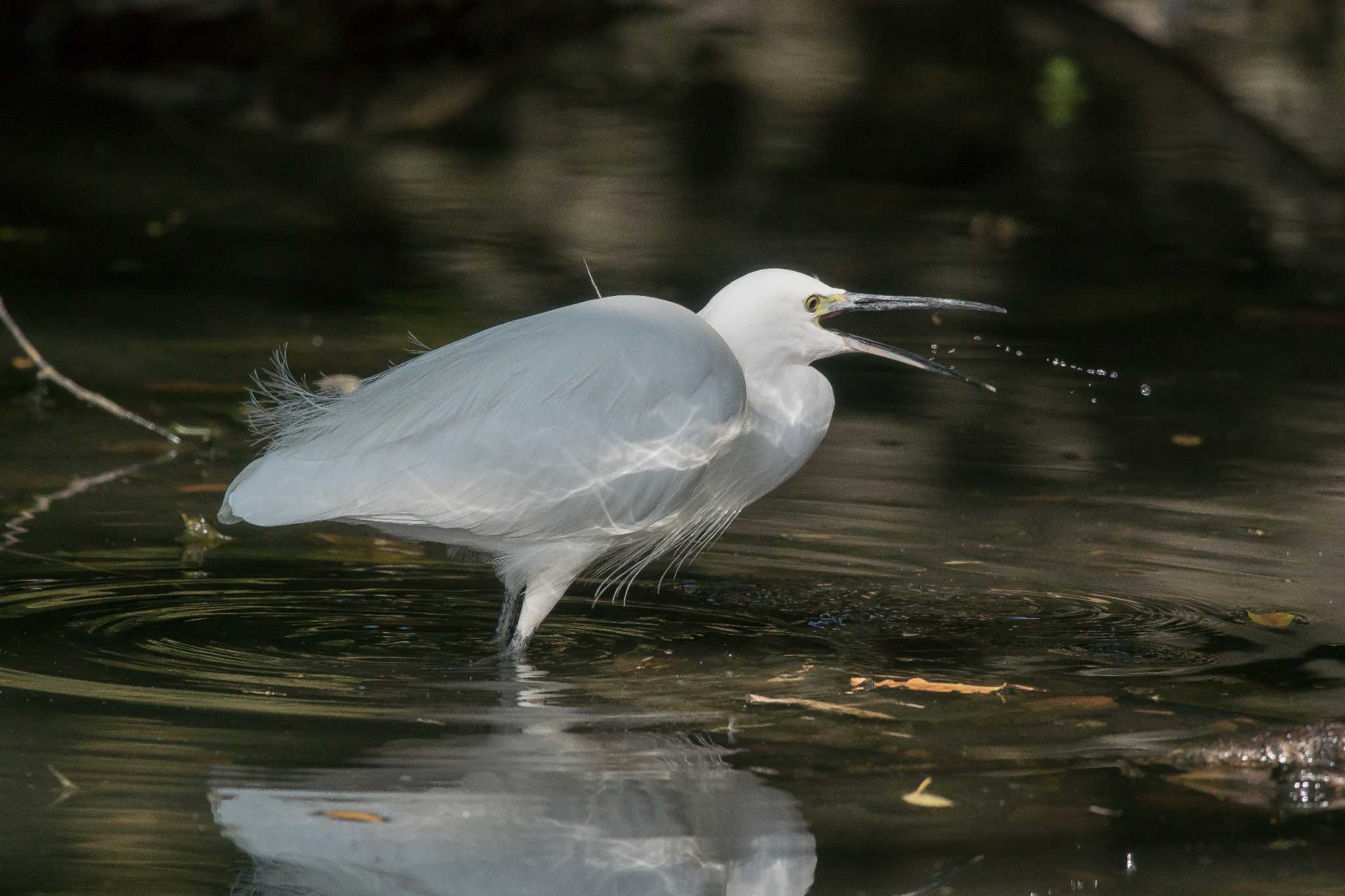 明石公園 コサギの写真 by ときのたまお