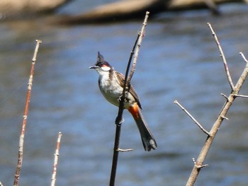 Red-whiskered Bulbul Penrith Weir, NSW Sun, 2/20/2022