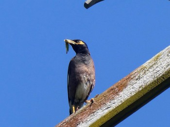 Common Myna Emu Green, NSW Sun, 2/20/2022