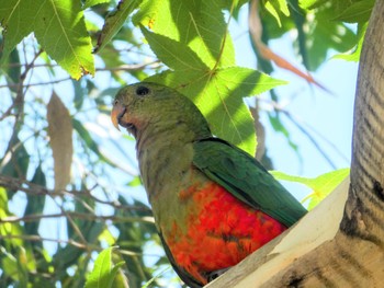 キンショウジョウインコ Tench Reserve, Jamisontown, NSW 2022年2月20日(日)