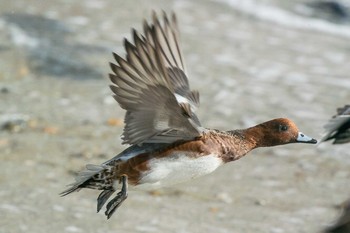 Eurasian Wigeon 兵庫県明石市 Tue, 11/21/2017