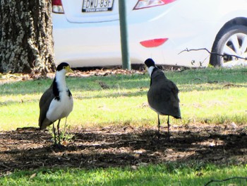 ズグロトサカゲリ Tench Reserve, Jamisontown, NSW 2022年2月20日(日)