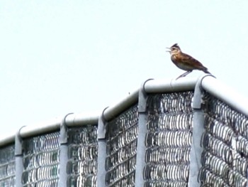 2022年5月1日(日) 熊本新港の野鳥観察記録