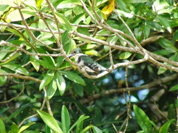 Green Kingfisher