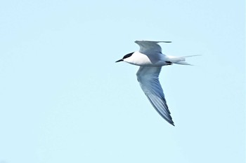 アジサシ ふなばし三番瀬海浜公園 2022年4月30日(土)