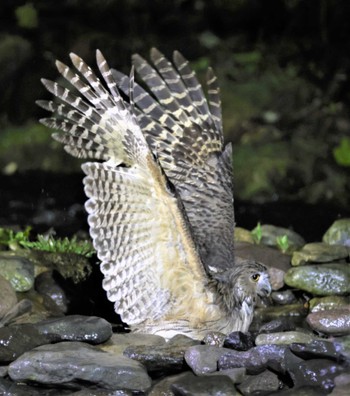 Blakiston's Fish Owl 鷲の宿 Mon, 5/2/2022