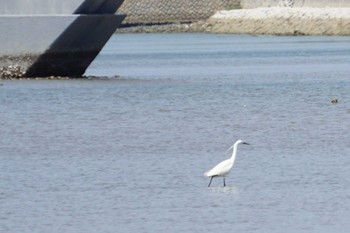 Thu, 4/28/2022 Birding report at 和白干潟