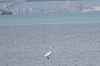 Little Egret 和白干潟 Thu, 4/28/2022