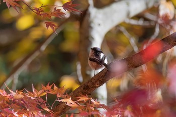 Long-tailed Tit Hayatogawa Forest Road Wed, 11/29/2017