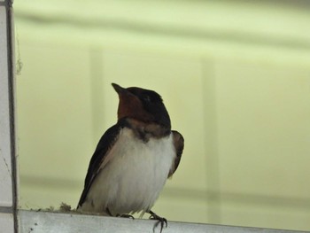 Barn Swallow 愛知県豊橋市 Mon, 5/2/2022