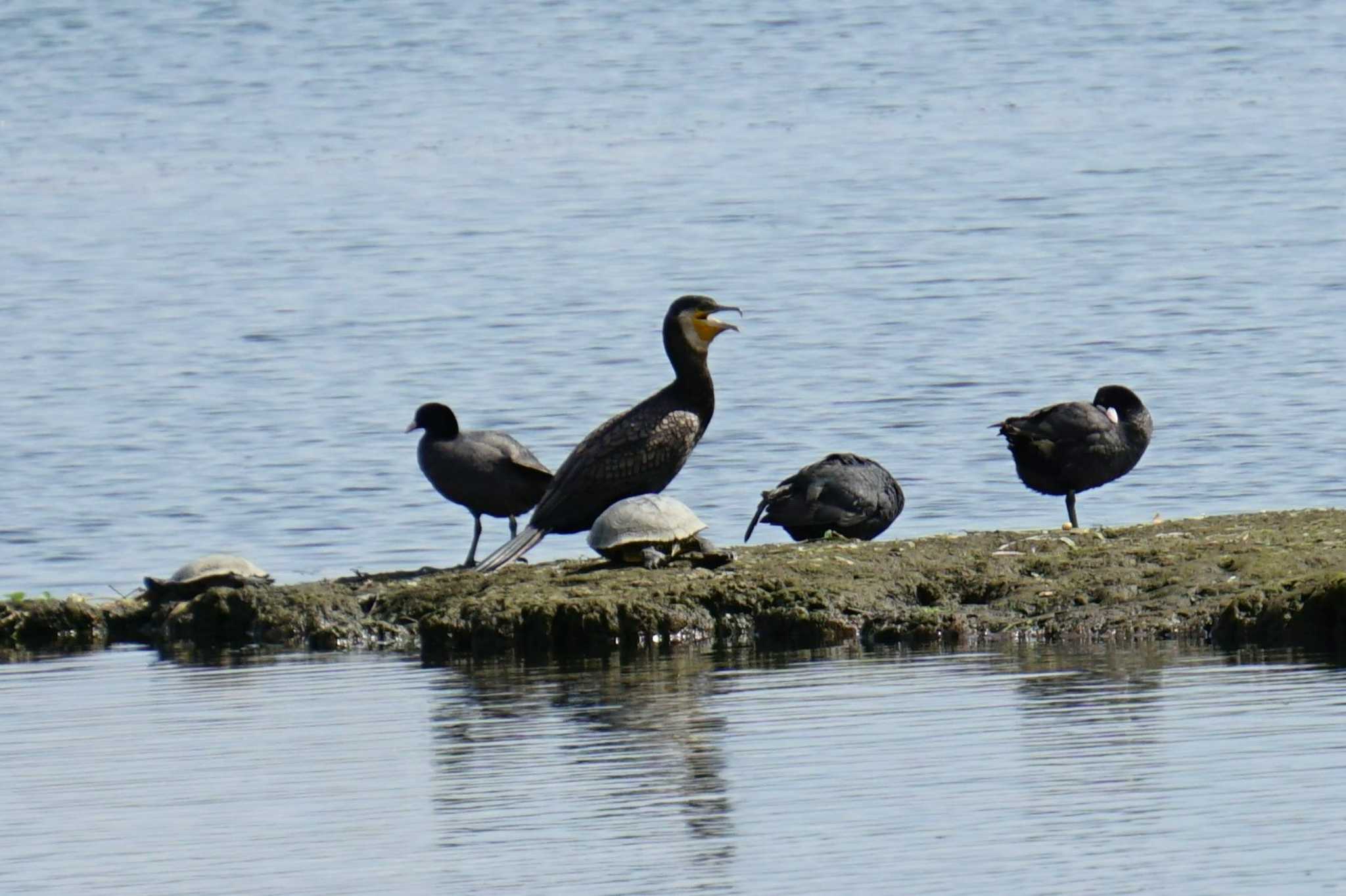 Photo of Great Cormorant at 江津湖 by Joh