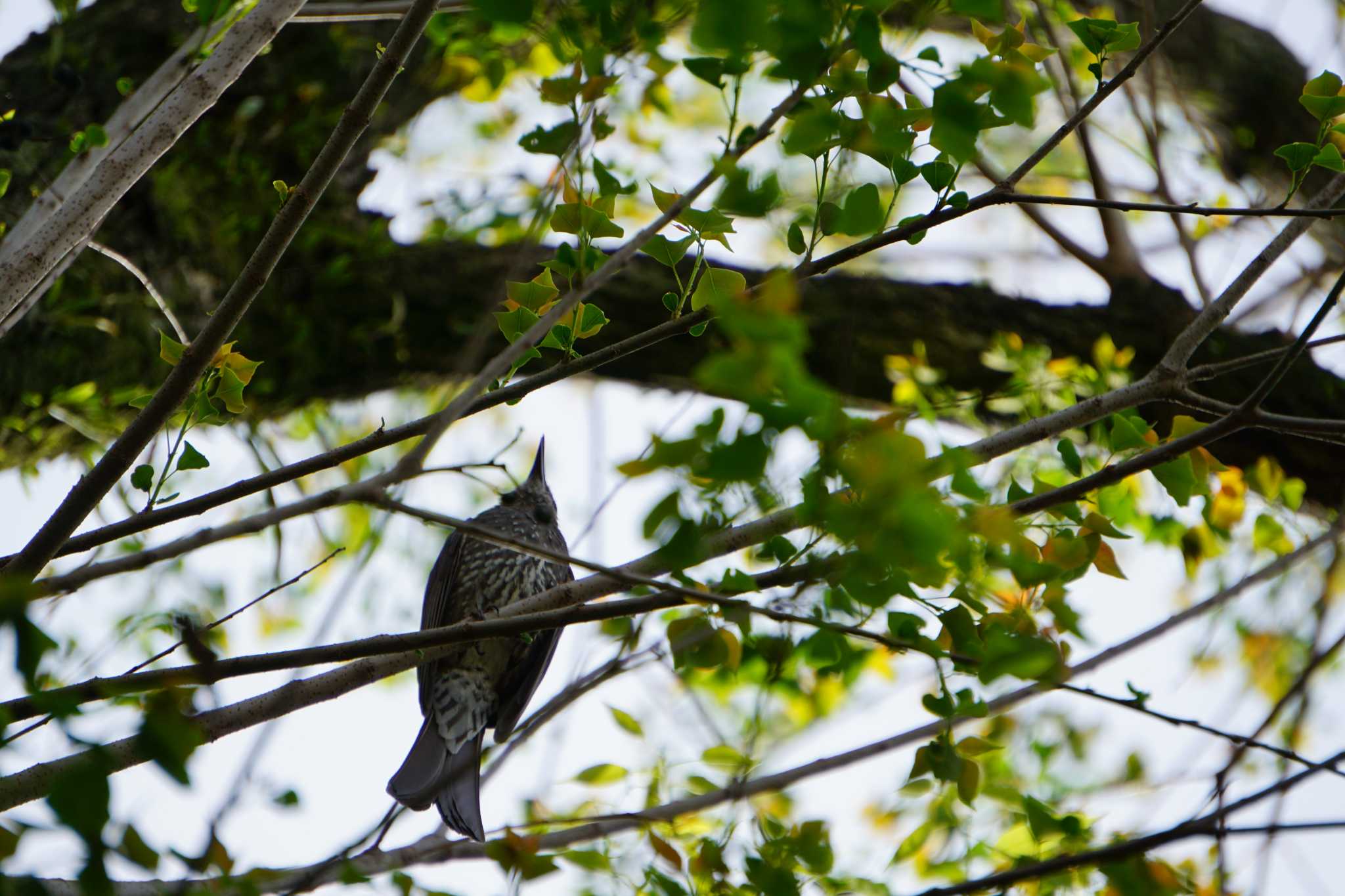 Brown-eared Bulbul