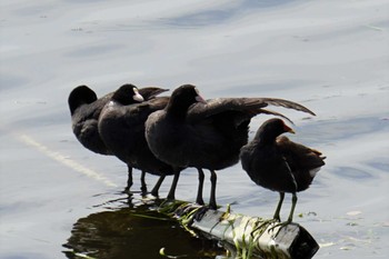 2022年4月25日(月) 江津湖の野鳥観察記録