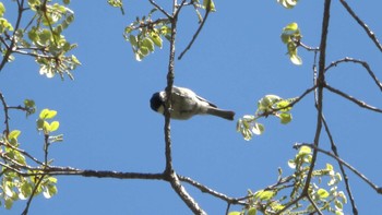 2022年5月2日(月) 朝明渓谷の野鳥観察記録