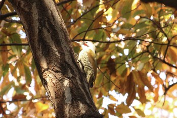 2017年11月29日(水) 三ツ池公園(横浜市鶴見区)の野鳥観察記録