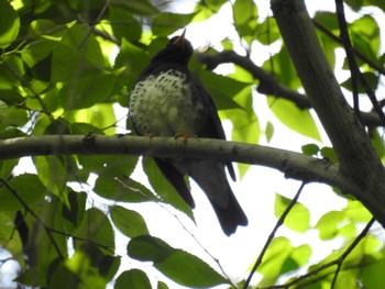 2022年5月2日(月) 座間谷戸山公園の野鳥観察記録